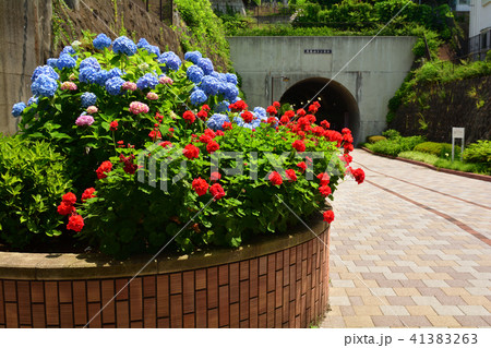 横浜・東横フラワー緑道 横浜・東横フラワー緑道 41383263
