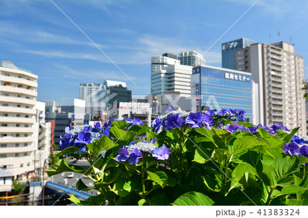 横浜・青木橋 横浜・青木橋 41383324