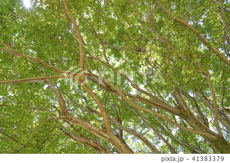 木 植物 緑 風景 新緑 木 植物 緑 風景 新緑 41383379