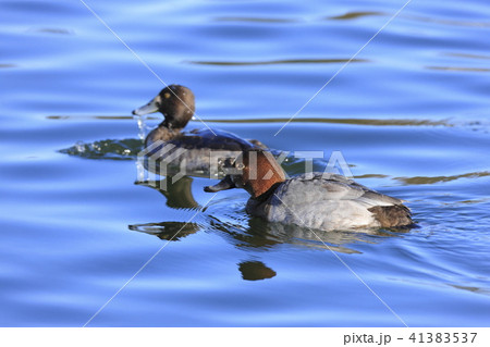 ホシハジロ 41383537