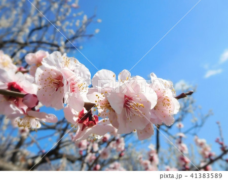 梅の花 豊後 ブンゴ 梅の花 豊後 ブンゴ 41383589