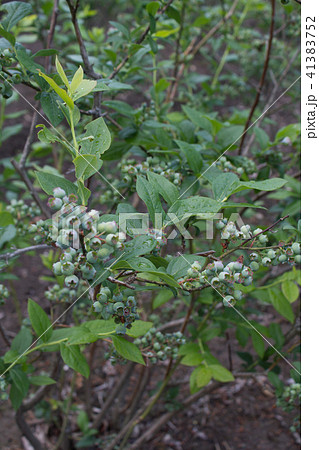 ブルーベリーの木 41383752