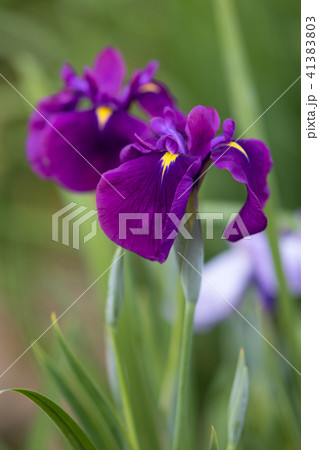 花菖蒲 41383803