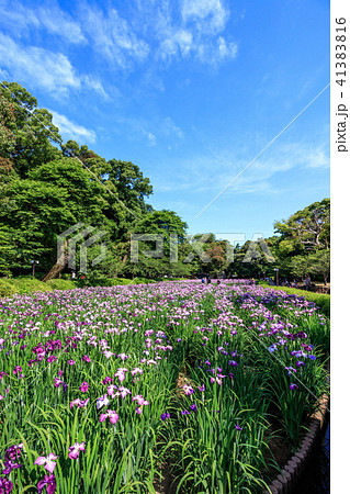 大村公園の花菖蒲の写真素材