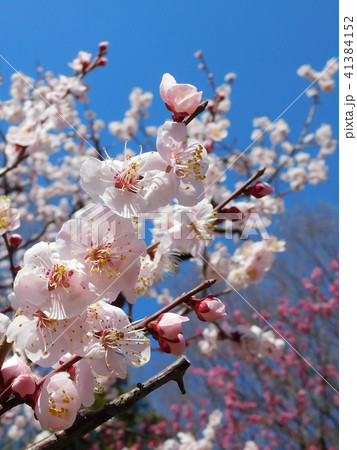 梅の花  豊後   ブンゴ 41384152