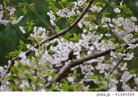 桜の木とニュウナイスズメ 41384264