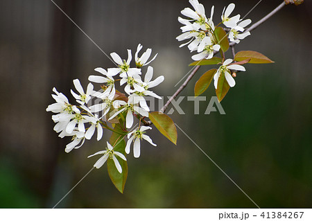 控えめなジューンベリーの花 控えめなジューンベリーの花 41384267