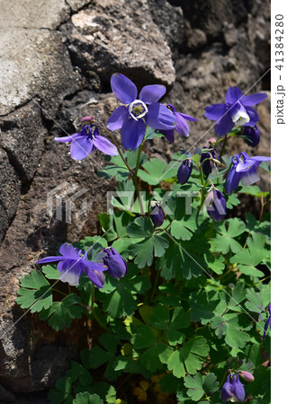 石垣の横に咲くオダマキ 石垣の横に咲くオダマキ 41384280