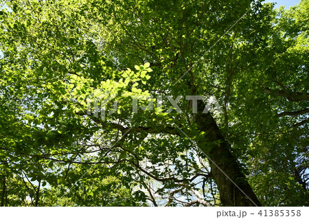 鳩待峠から尾瀬ヶ原への道 41385358