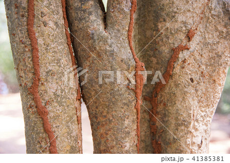 Termite tracks on tree trunk, Pondicherry, India 41385381