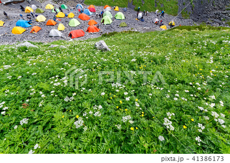 白馬岳のテント場と高山植物群落 41386173