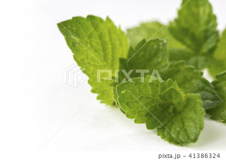 ミント 41386324