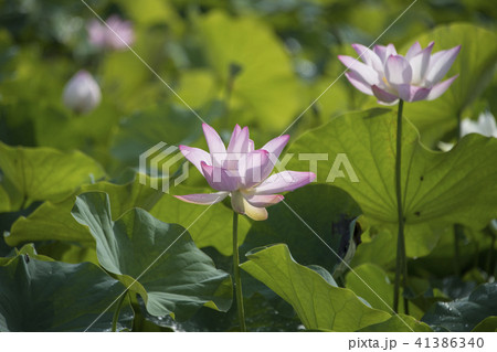 ハス スイレン 蓮 41386340