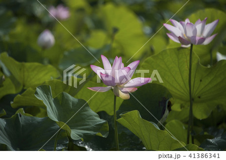 ハス スイレン 蓮 41386341