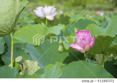 ハス スイレン 蓮 41386353