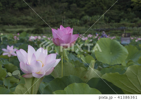 ハス スイレン 蓮 41386361
