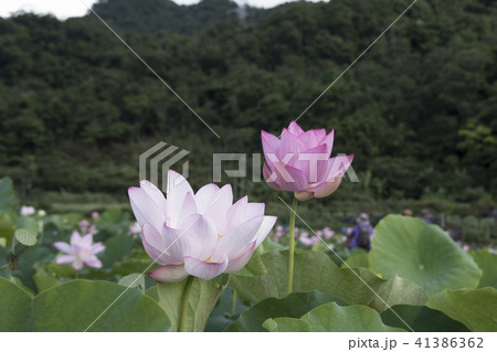 ハス スイレン 蓮 41386362