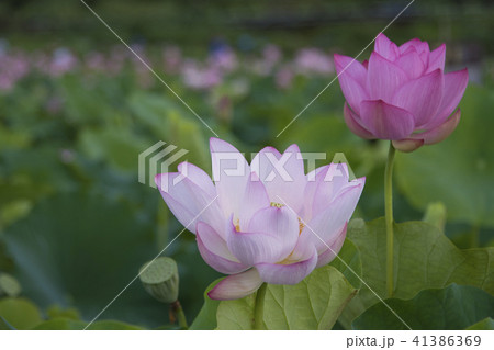 ハス スイレン 蓮 41386369