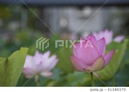 ハス スイレン 蓮 41386370
