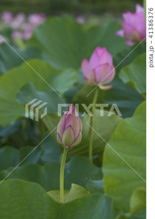 ハス スイレン 蓮 41386376
