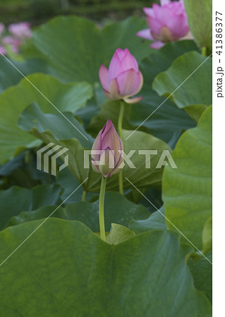 ハス スイレン 蓮 41386377