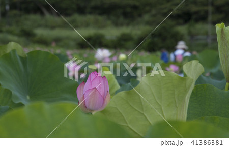 ハス スイレン 蓮 41386381