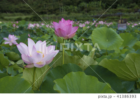 ハス スイレン 蓮 41386393