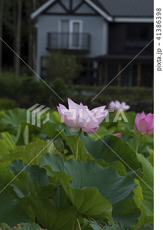 ハス スイレン 蓮 41386398