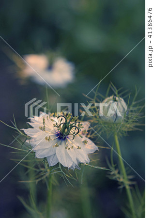 夕暮れのニゲラ 41386476