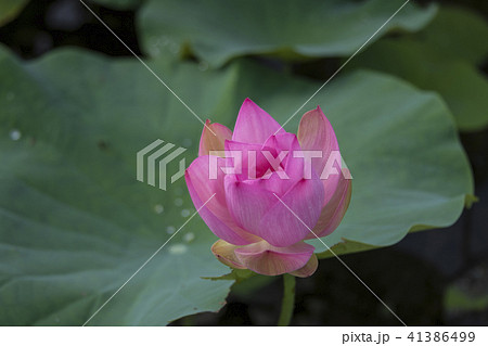 ハス スイレン 蓮 41386499