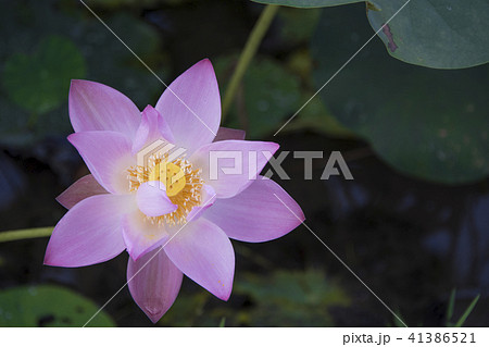ハス スイレン 蓮 41386521