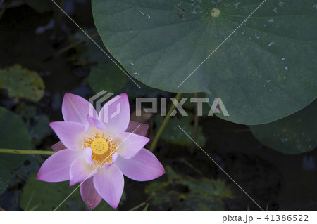ハス スイレン 蓮 41386522