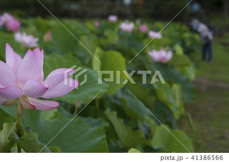 ハス スイレン 蓮 41386566