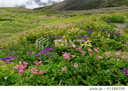 白馬連峰・雪倉岳避難小屋付近の高山植物群落 41386599