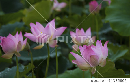 ハス スイレン 蓮 41386802