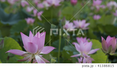 ハス スイレン 蓮 41386815