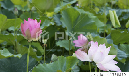 ハス スイレン 蓮 41386830