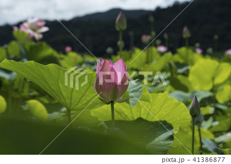 ハス スイレン 蓮 41386877