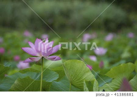 ハス スイレン 蓮 41386881