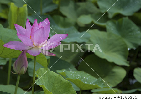 ハス スイレン 蓮 41386935