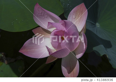 ハス スイレン 蓮 41386936
