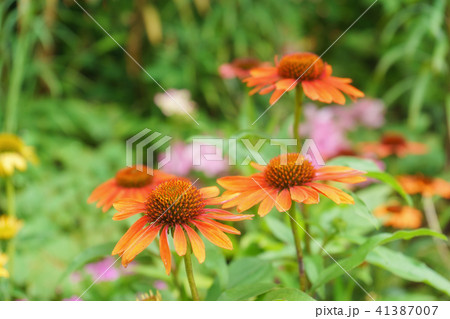 黄色のエキナセアの花 41387007