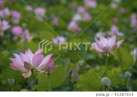 ハス スイレン 蓮 41387014