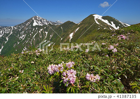 シャクナゲ咲く大水上山山頂から見る残雪の越後三山 41387135