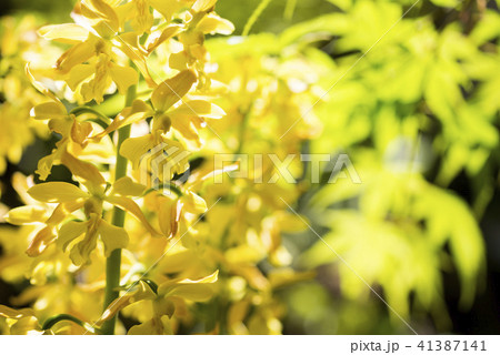 新緑をバックにキエビネの花 新緑をバックにキエビネの花 41387141