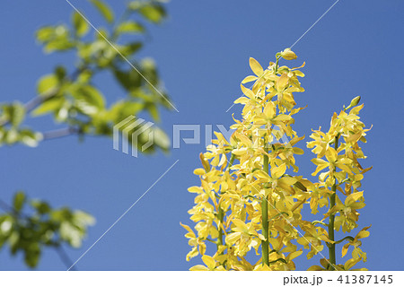 青空の下のキエビネの花 青空の下のキエビネの花 41387145