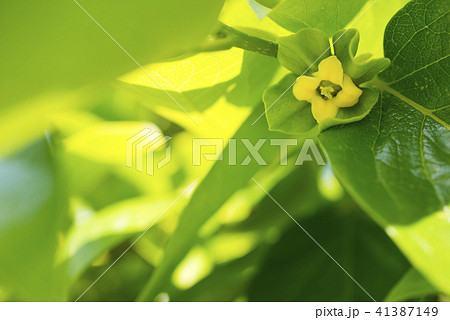 緑の中のカキノキの花 41387149