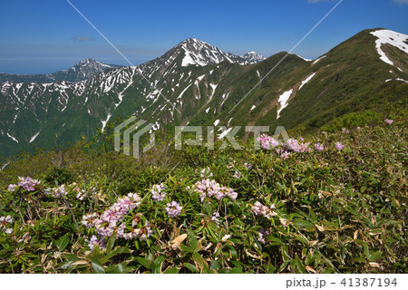 シャクナゲ咲く大水上山山頂から見る残雪の越後三山 41387194