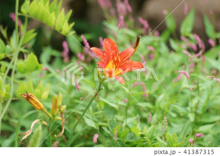 オレンジ色のヘメロカリス 41387315