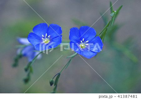 さわやかリナム 41387481